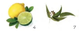 Essências aromáticas Harvia 6 aromas embalagem 5 l