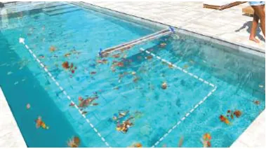 Camaroeiro Aquafibra PlatyPool de grande dimensão 2 m